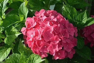 hortencia jigsaw puzzle
