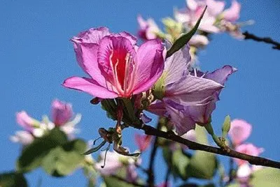 flor jigsaw puzzle