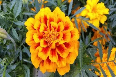 flor jigsaw puzzle