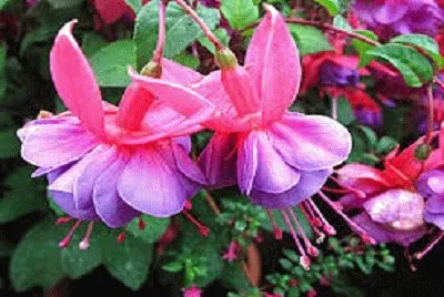 brinco de princesa jigsaw puzzle