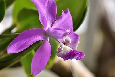 flores jigsaw puzzle
