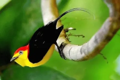 natural jigsaw puzzle