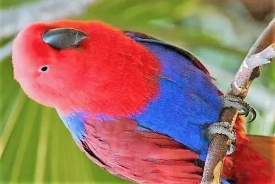natural