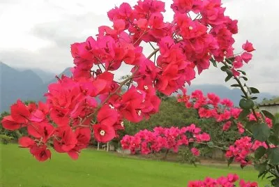 flores