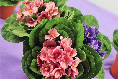 flores