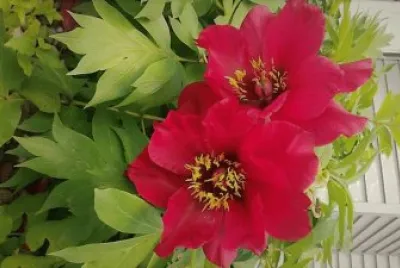 flores
