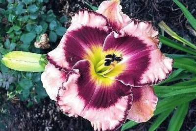 flores