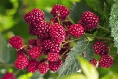 frutas