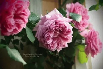 flores