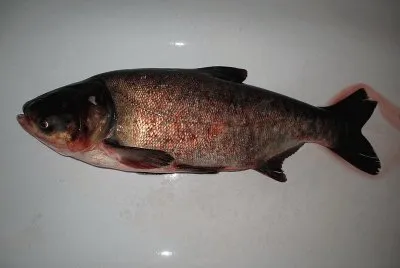 Carpa testa grossa