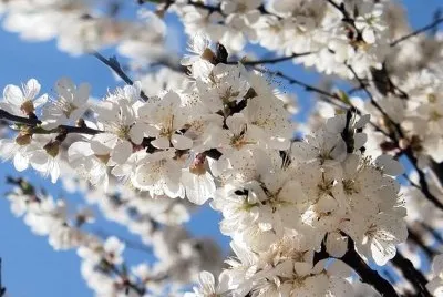 Flores Blancas jigsaw puzzle