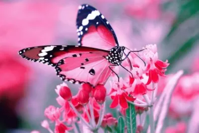 Mariposa