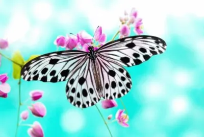 Mariposa jigsaw puzzle