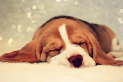 Beagle