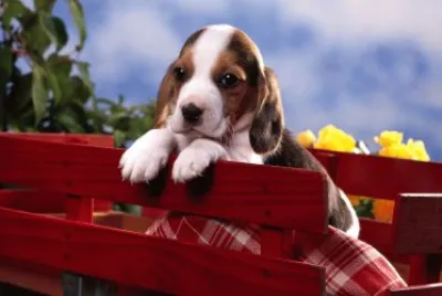 Beagle