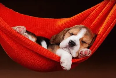Beagle
