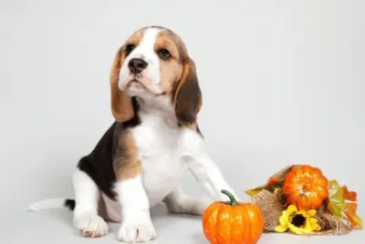 Beagle