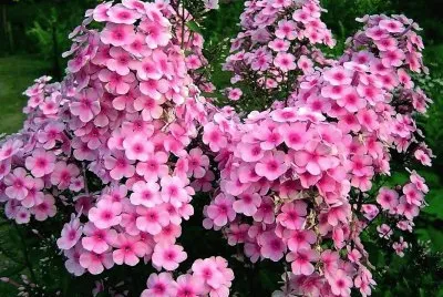 flores