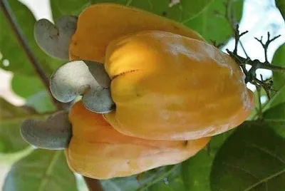 frutas