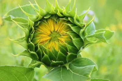 Imagem jigsaw puzzle
