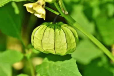 Imagem jigsaw puzzle