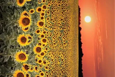 flores jigsaw puzzle