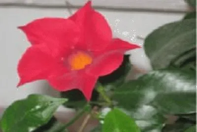 flor jigsaw puzzle