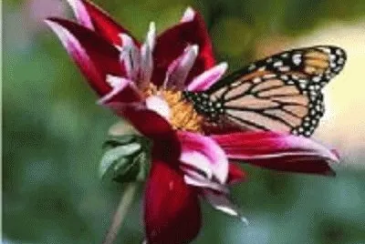 borboleta jigsaw puzzle