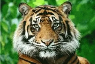 tigre