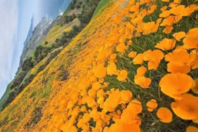 flores jigsaw puzzle