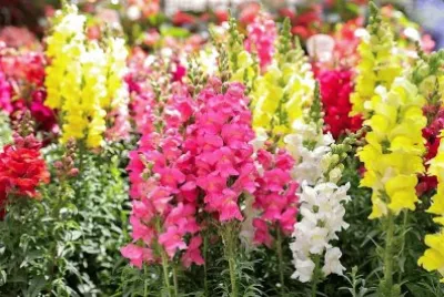 flores jigsaw puzzle