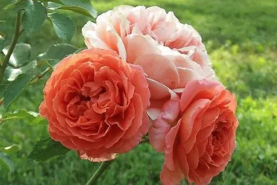 flores