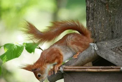natural jigsaw puzzle