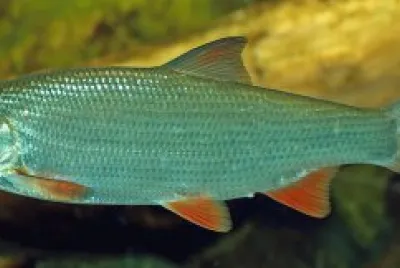 Naso