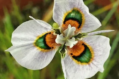 flores
