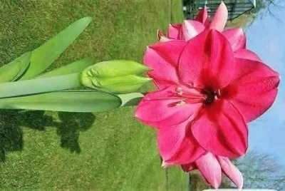 flores