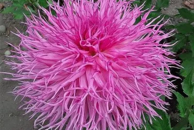 flores