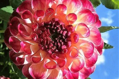flores