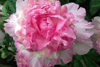 flores
