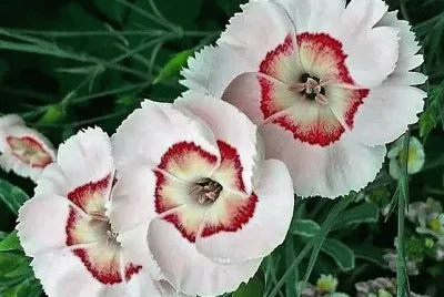 flores
