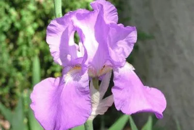 iris jigsaw puzzle
