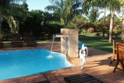 animais