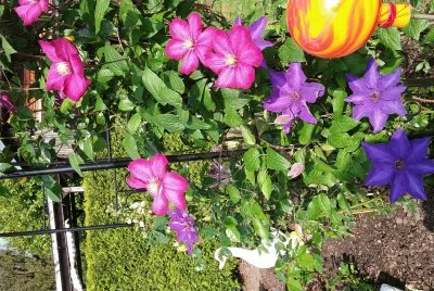 Bunt jigsaw puzzle