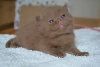 Scottish fold cincinnamon