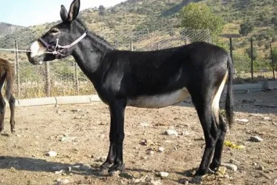 Calabrese