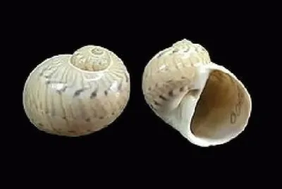 Naticarius canrena