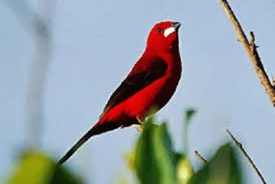 pÃ¡ssaro
