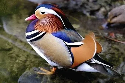 pÃ¡ssaro