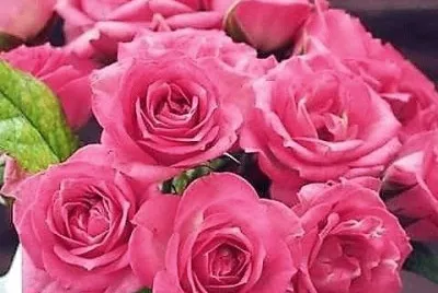 flores jigsaw puzzle