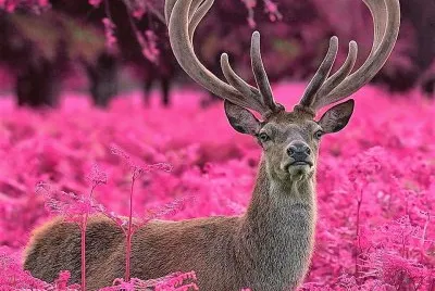 natural